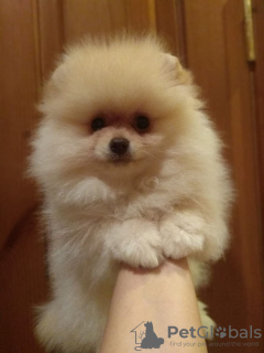 Photo №2 to announcement № 46201 for the sale of pomeranian - buy in Netherlands private announcement