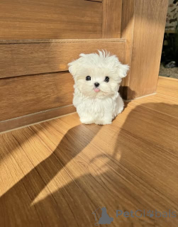 Photo №1. maltese dog - for sale in the city of Brussels | negotiated | Announcement № 162924