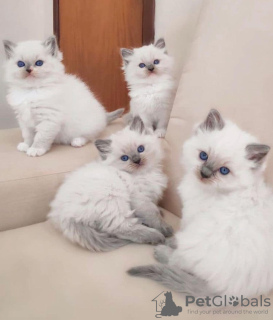 Additional photos: Ragdoll kitten available for sale