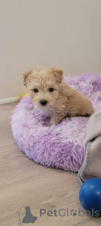 Photo №2 to announcement № 150147 for the sale of maltipu - buy in Germany private announcement, breeder