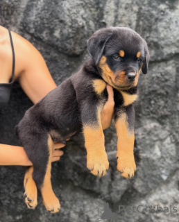 Photo №1. rottweiler - for sale in the city of Magdeburg | negotiated | Announcement № 179018