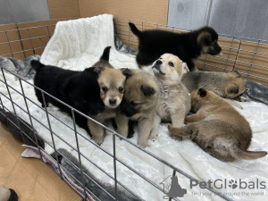 Photo №1. non-pedigree dogs - for sale in the city of Minsk | Is free | Announcement № 39059