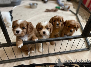 Photo №1. cavalier king charles spaniel - for sale in the city of Vilnius | negotiated | Announcement № 119698