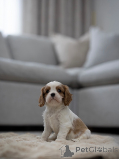 Photo №2 to announcement № 163933 for the sale of cavalier king charles spaniel - buy in Switzerland private announcement