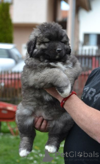 Photo №4. I will sell caucasian shepherd dog in the city of Kragujevac.  - price - negotiated