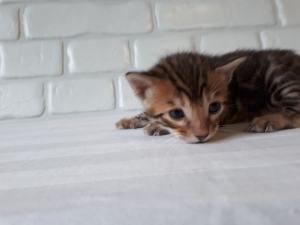 Photo №2 to announcement № 4198 for the sale of bengal cat - buy in Russian Federation private announcement, from nursery, breeder