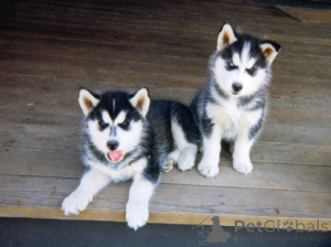 Photo №1. siberian husky - for sale in the city of California | negotiated | Announcement № 148782
