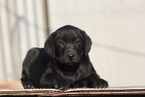 Photo №3. Labrador puppies. Russian Federation