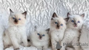 Photo №1. ragdoll - for sale in the city of Blankenberge | 581$ | Announcement № 96211