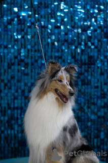 Additional photos: Longhaired Collie, female, champion