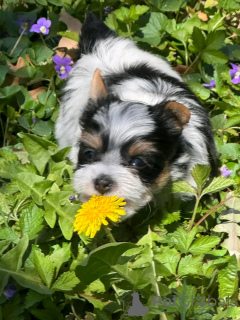 Photo №4. I will sell beaver yorkshire terrier in the city of Флорида Сити. breeder - price - 1000$