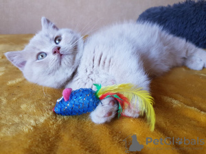 Photo №1. british shorthair - for sale in the city of Rostov-on-Don | 363$ | Announcement № 10721