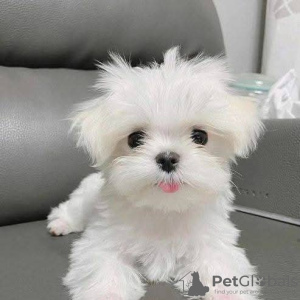 Photo №2 to announcement № 126685 for the sale of maltese dog - buy in Poland 