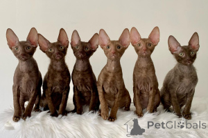Photo №1. cornish rex - for sale in the city of Hamburg | negotiated | Announcement № 164212