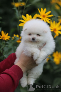 Photo №2 to announcement № 174444 for the sale of pomeranian - buy in Belarus private announcement