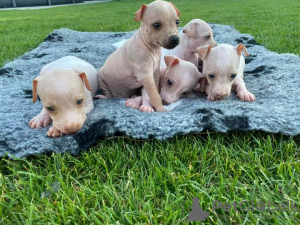Photo №1. american hairless terrier - for sale in the city of Берни | negotiated | Announcement № 81503