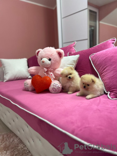 Photo №2 to announcement № 113951 for the sale of pomeranian - buy in Serbia 