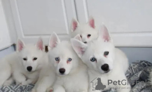 Photo №2 to announcement № 18214 for the sale of non-pedigree dogs - buy in Ukraine 