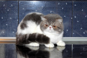Photo №1. exotic shorthair - for sale in the city of Moscow | 78$ | Announcement № 2168