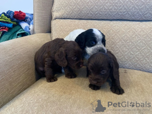 Photo №1. english cocker spaniel - for sale in the city of Зальцбург | 357$ | Announcement № 8044
