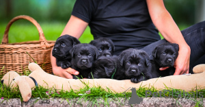 Photo №4. I will sell labrador retriever in the city of Karlovac. breeder - price - 1374$