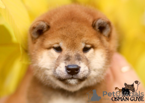 Photo №2 to announcement № 125131 for the sale of shiba inu - buy in Ukraine from nursery