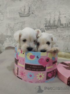 Photo №1. schnauzer - for sale in the city of Ангарск | 0$ | Announcement № 10865