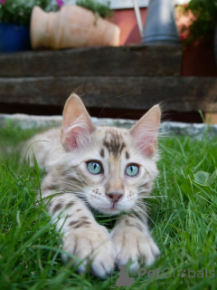 Photo №2 to announcement № 174894 for the sale of bengal cat - buy in Germany breeder