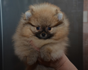 Photo №4. I will sell pomeranian in the city of Москва. private announcement, from nursery, breeder - price - 1088$