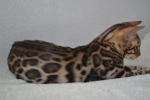 Photo №1. bengal cat - for sale in the city of Brest | 244$ | Announcement № 2092