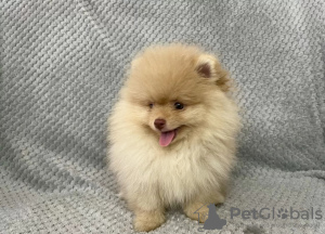Photo №1. pomeranian - for sale in the city of Riga | 332$ | Announcement № 19584