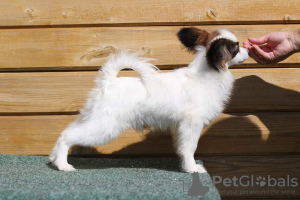 Photo №1. papillon dog - for sale in the city of Minsk | 1585$ | Announcement № 66923