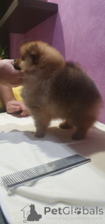 Photo №4. I will sell pomeranian in the city of Belgrade.  - price - negotiated