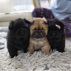 Additional photos: Chow Chow Male Puppies For Sale!