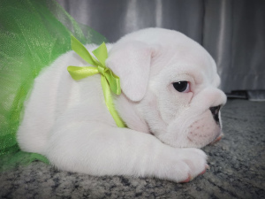 Photo №4. I will sell english bulldog in the city of Kozmodemyansk. private announcement - price - negotiated