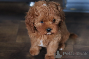 Photo №2 to announcement № 153922 for the sale of kavapu - buy in Belarus private announcement, from nursery, breeder