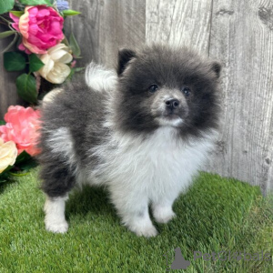 Photo №3. Blue Pomeranian for sale. United States