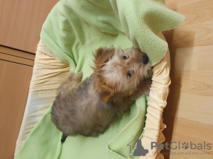 Photo №1. yorkshire terrier - for sale in the city of Penthaz | 845$ | Announcement № 84205