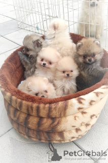 Photo №3. Pomeranian Spitz, puppies. Mini bears. Belarus