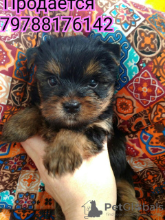 Photo №1. yorkshire terrier - for sale in the city of Krymsk city | 15000$ | Announcement № 8765