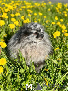 Photo №2 to announcement № 104009 for the sale of pomeranian - buy in Germany private announcement