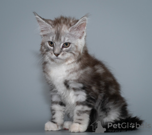 Photo №2 to announcement № 9824 for the sale of maine coon - buy in Russian Federation private announcement, from nursery, breeder