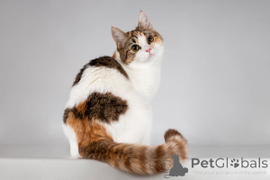 Photo №1.  - for sale in the city of Khimki | Is free | Announcement № 166020