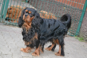 Photo №2 to announcement № 4702 for the sale of cavalier king charles spaniel - buy in Russian Federation breeder