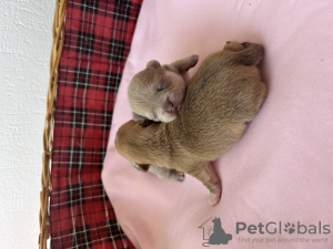 Photo №1. chihuahua - for sale in the city of Ньор | 1057$ | Announcement № 49820