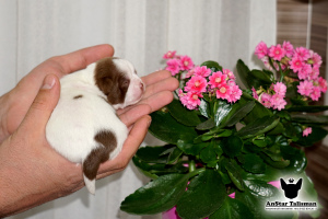 Photo №3. Chihuahua boys. Russian Federation