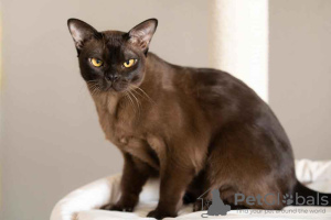Photo №1. burmese cat - for sale in the city of Люберцы | 203$ | Announcement № 10495