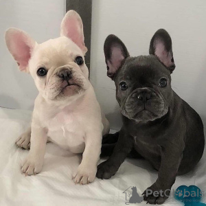 Photo №1. french bulldog - for sale in the city of Gdańsk | 306$ | Announcement № 68769
