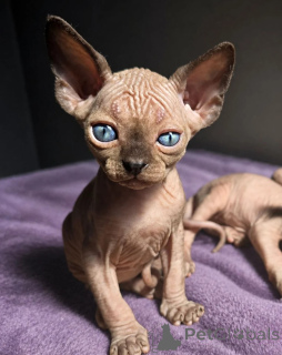 Photo №1. sphynx cat - for sale in the city of Garmisch-Partenkirchen | 361$ | Announcement № 174546