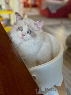 Photo №4. I will sell ragdoll in the city of Dublin. breeder - price - negotiated
